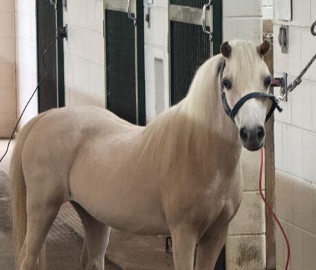 Little Kings Buckeroo Vanilla Kiss thumbnail picture