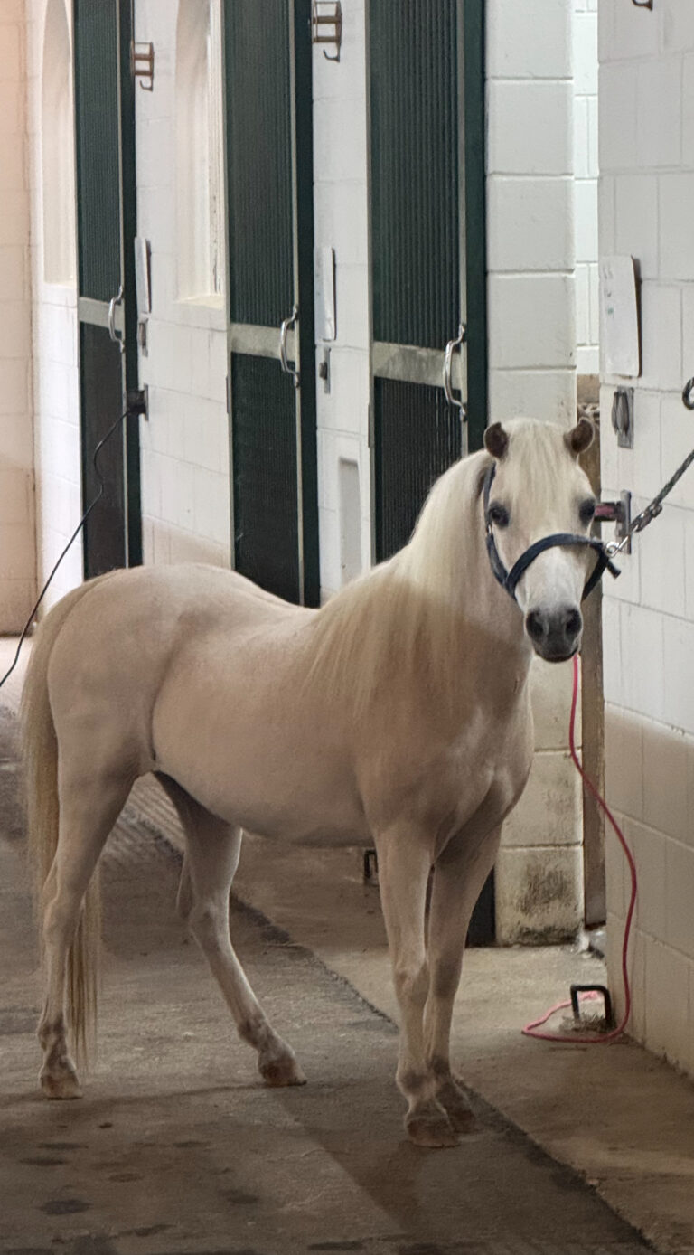 Little Kings Buckeroo Vanilla Kiss thumbnail picture