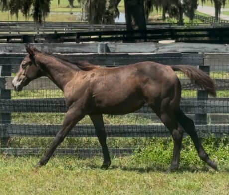 2026 FLATLINE X HOOS Hidden Agenda – Filly thumbnail picture