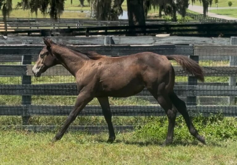2026 FLATLINE X HOOS Hidden Agenda – Filly thumbnail picture